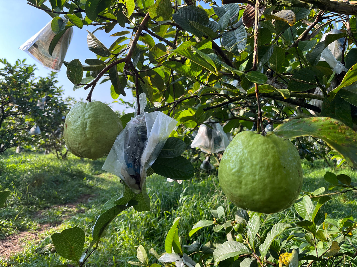Guava Ezgo