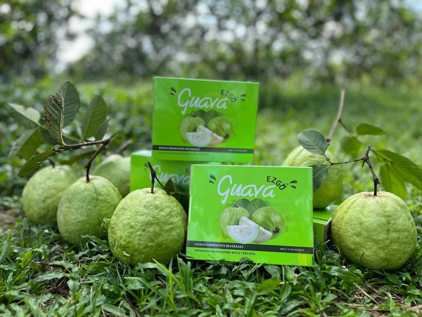 Guava Combo Set